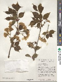 Prunus maximowiczii image