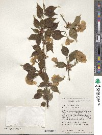 Prunus maximowiczii image