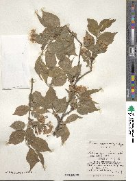 Prunus maximowiczii image