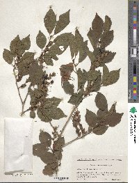 Prunus maximowiczii image