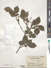 Prunus maximowiczii image