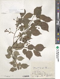 Prunus maximowiczii image