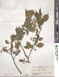 Prunus maximowiczii image