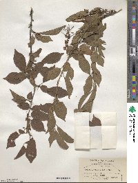 Prunus maximowiczii image