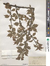 Prunus maximowiczii image