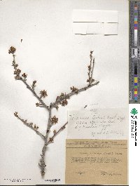 Prunus microcarpa image