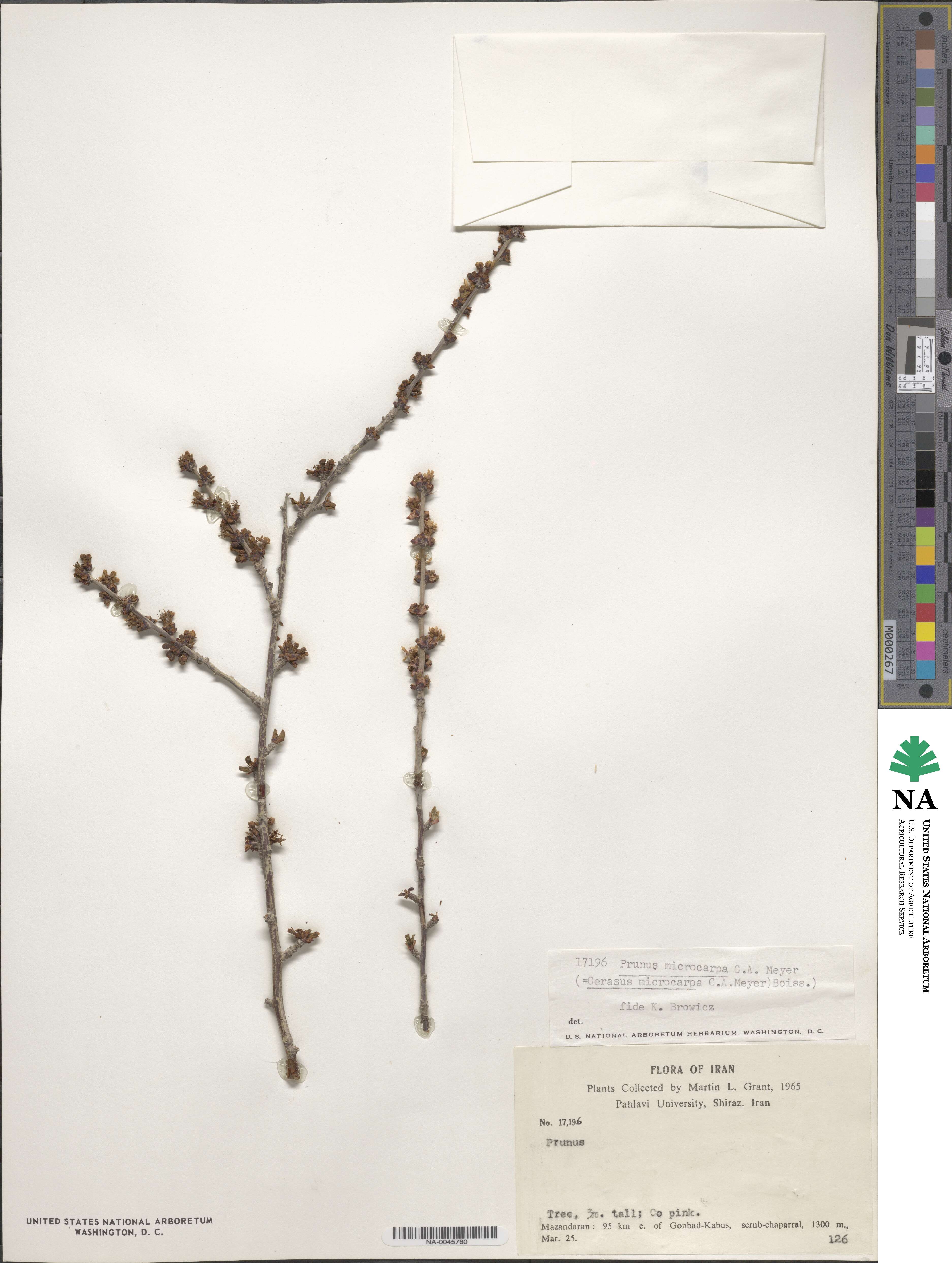 Prunus microcarpa image