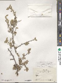 Prunus microcarpa image