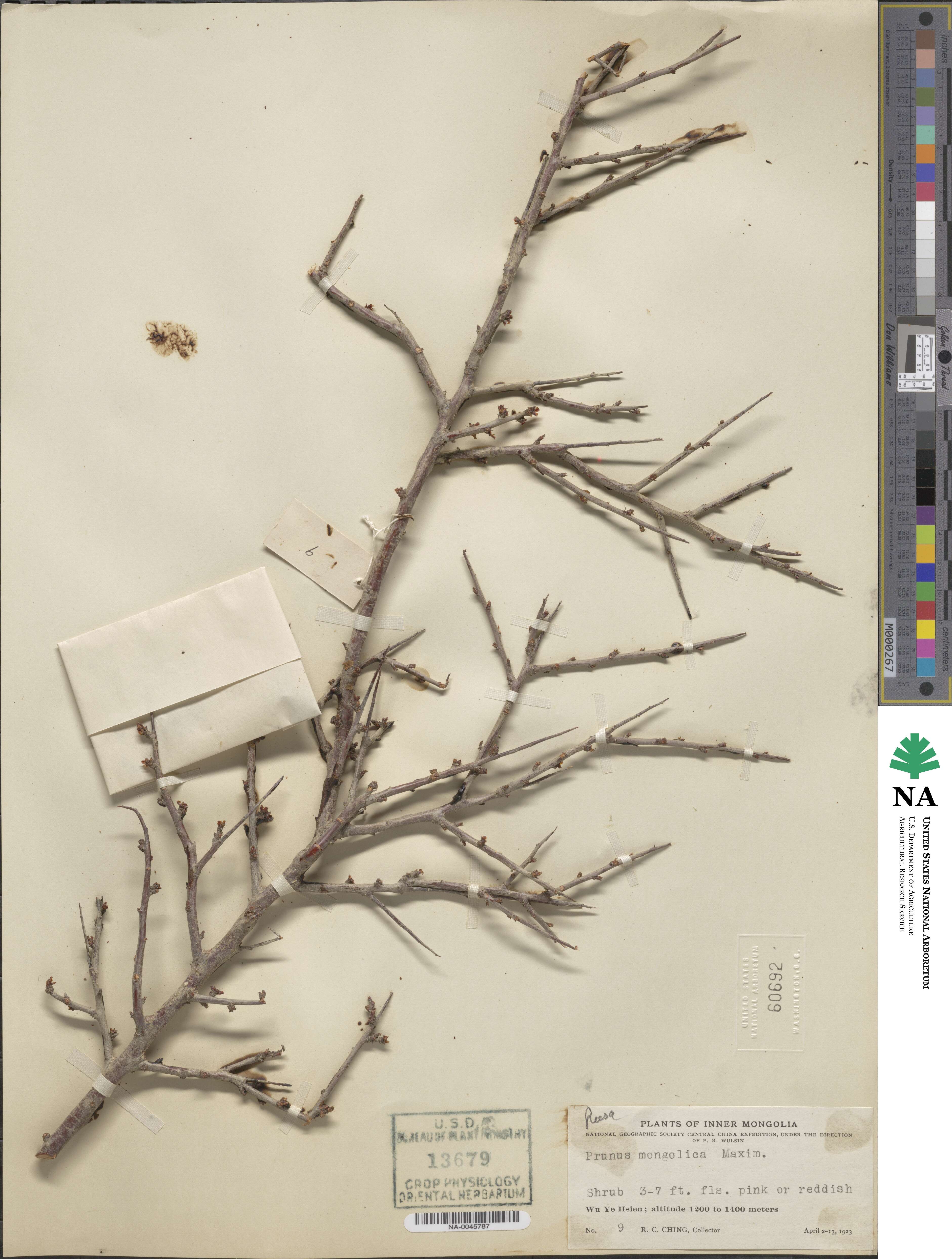 Prunus mongolica image