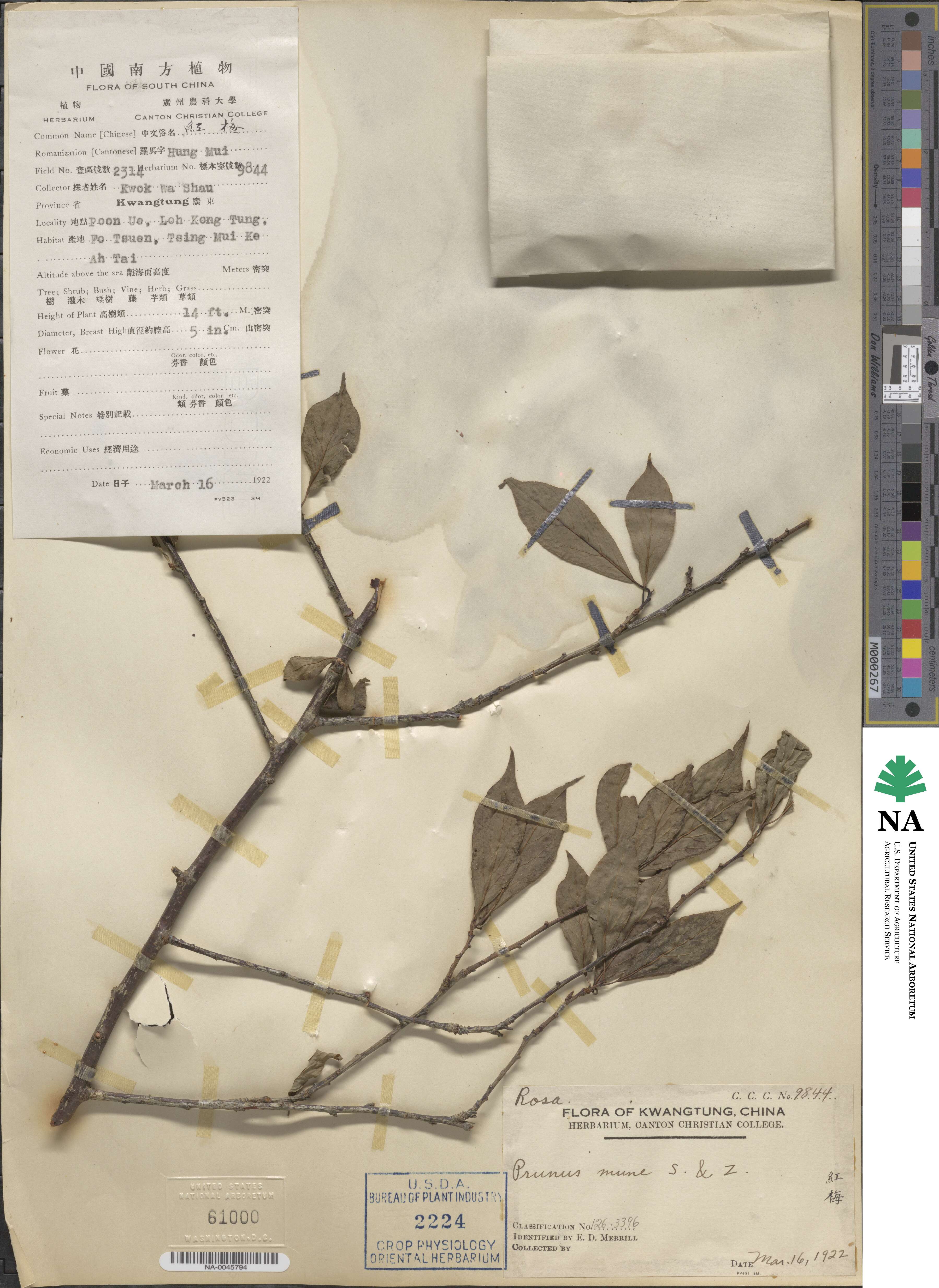 Prunus mume image