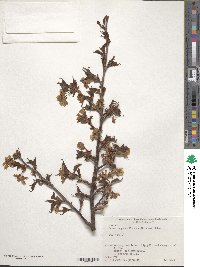 Prunus nipponica image