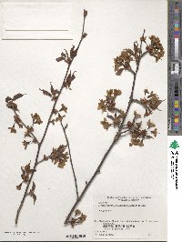 Prunus nipponica image