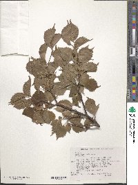 Prunus nipponica image