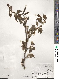 Prunus nipponica image