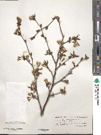 Prunus nipponica image