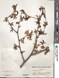 Prunus nipponica image