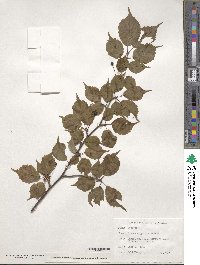 Prunus nipponica image