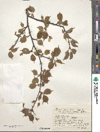 Prunus nipponica var. kurilensis image