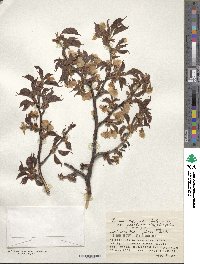 Prunus nipponica var. kurilensis image