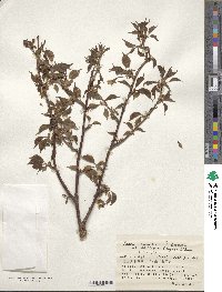 Prunus nipponica var. kurilensis image