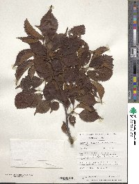 Prunus nipponica var. kurilensis image