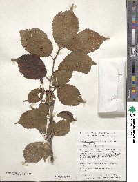 Prunus nipponica image