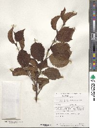 Prunus nipponica image