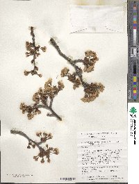 Prunus nipponica var. kurilensis image