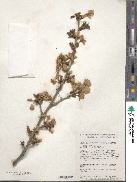 Prunus nipponica var. kurilensis image