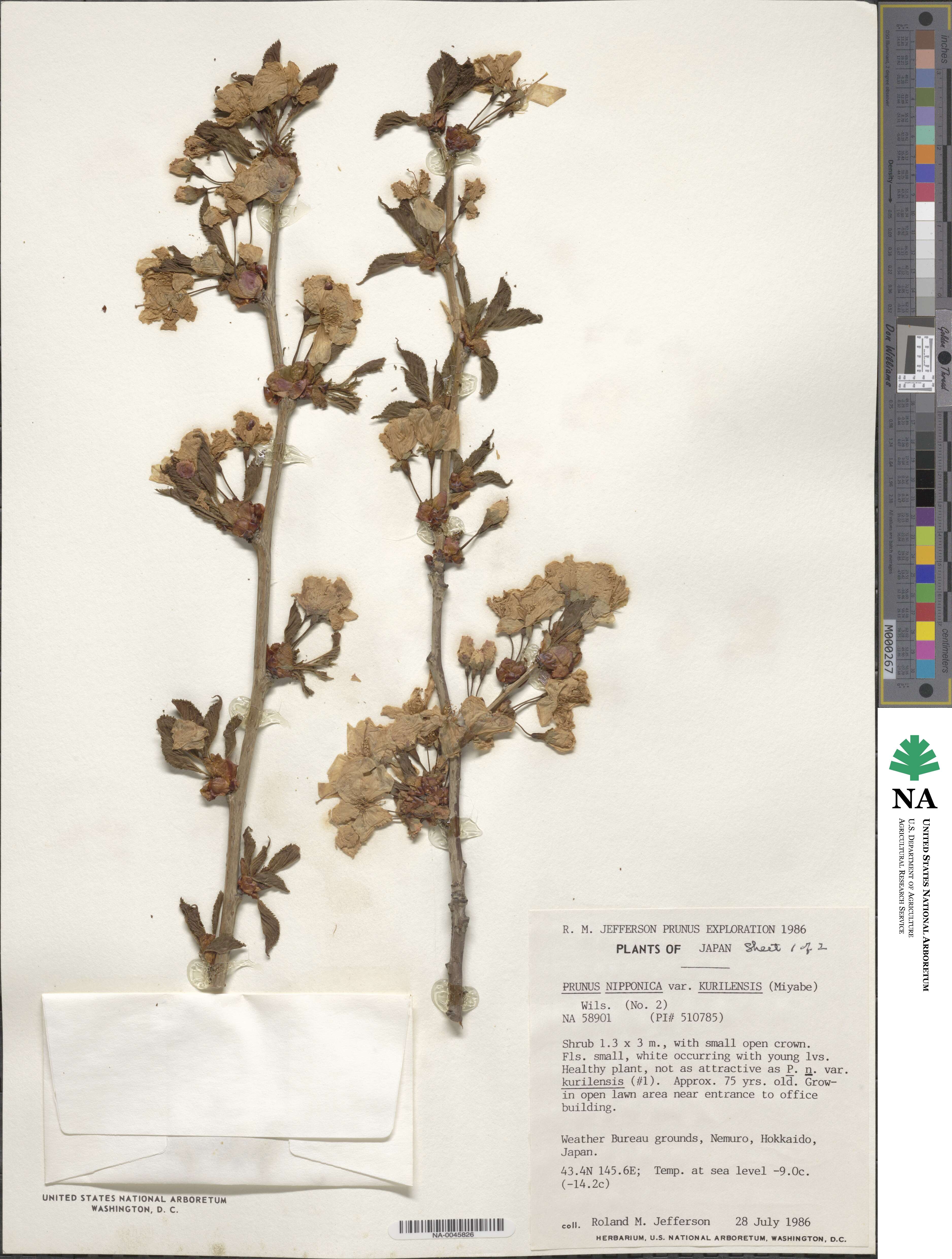 Prunus nipponica var. kurilensis image