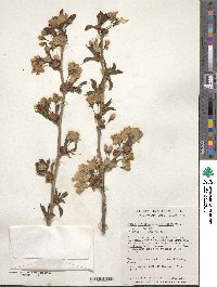 Prunus nipponica image