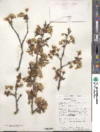 Prunus nipponica image