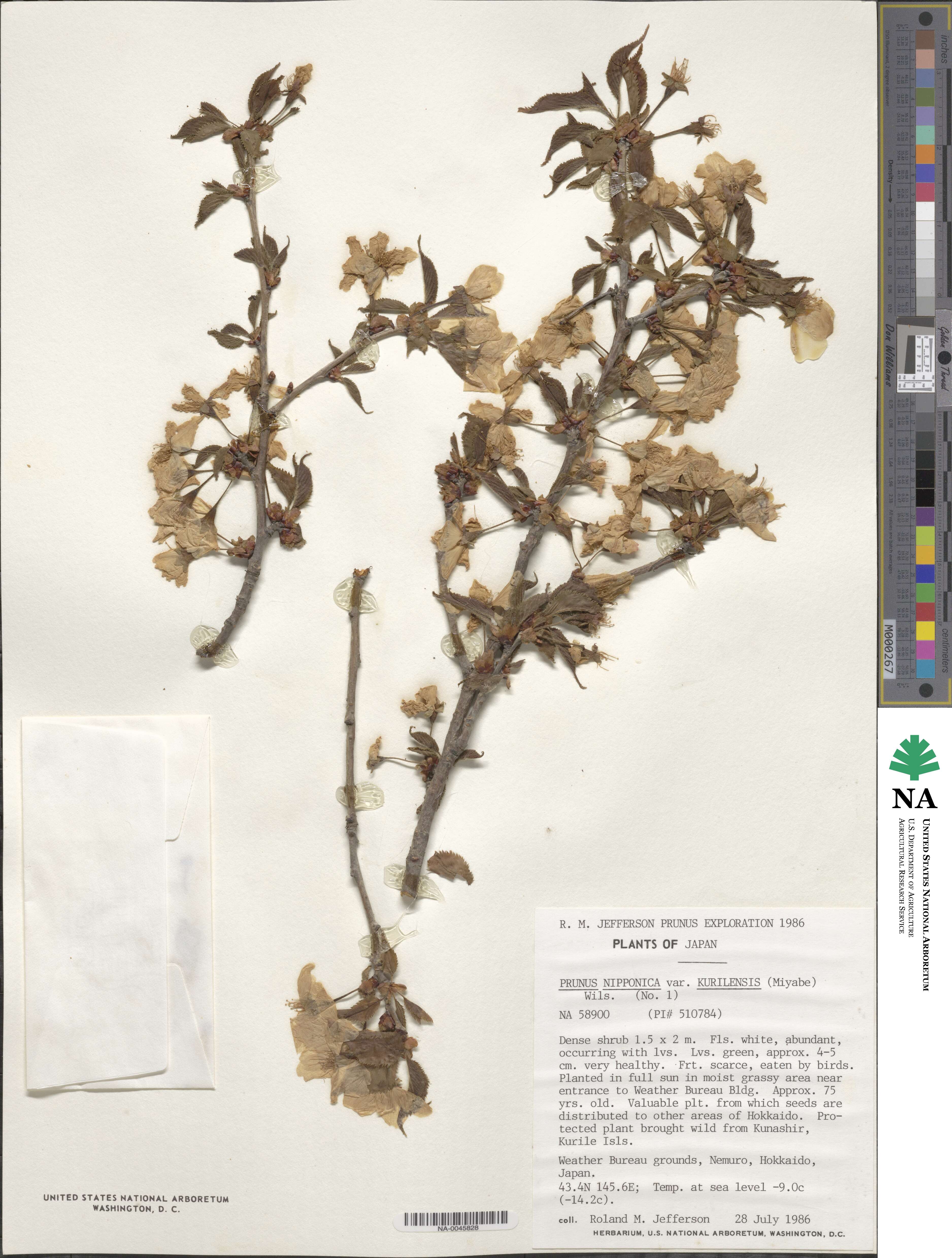 Prunus nipponica image