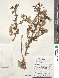 Prunus nipponica image