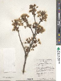 Prunus nipponica var. kurilensis image