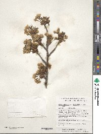 Prunus nipponica image