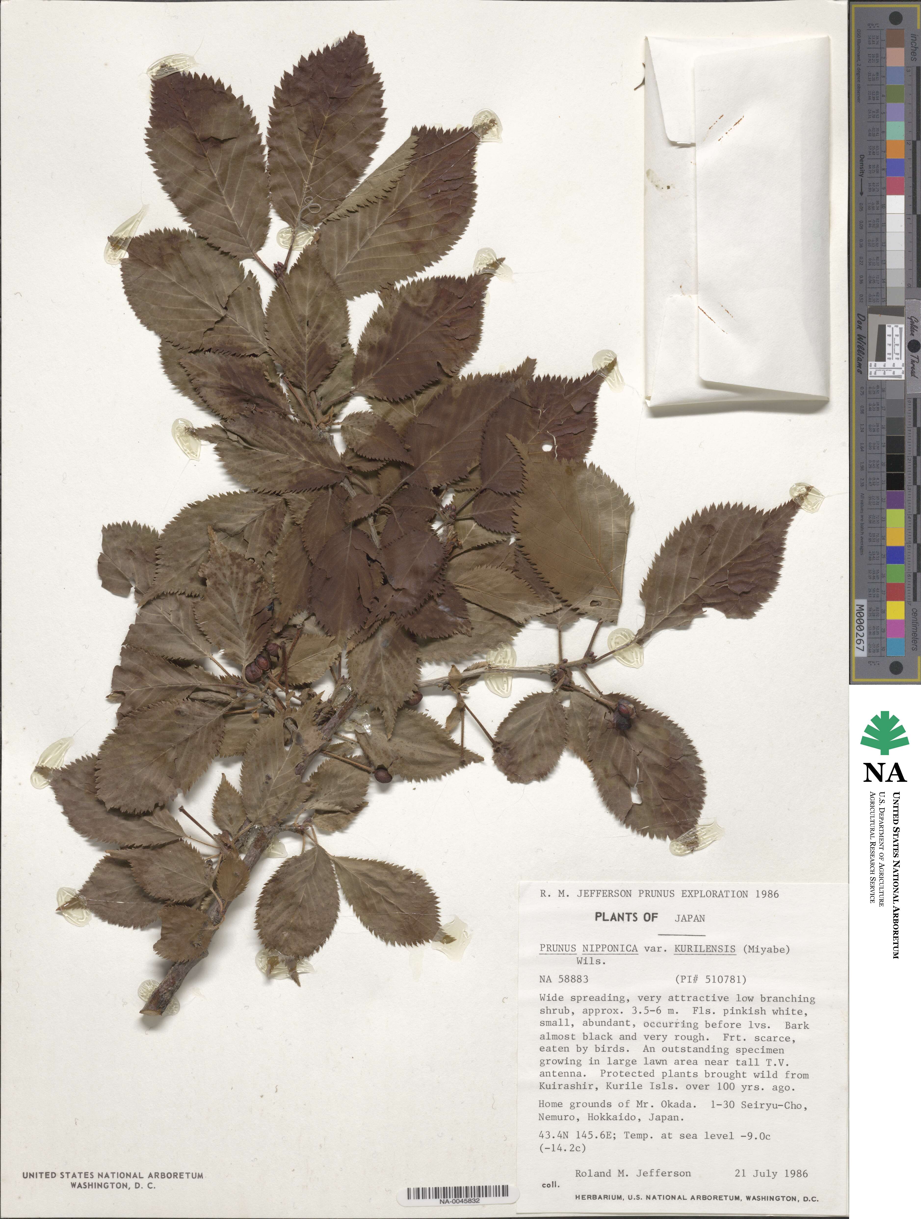 Prunus nipponica var. kurilensis image