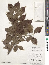 Prunus nipponica image