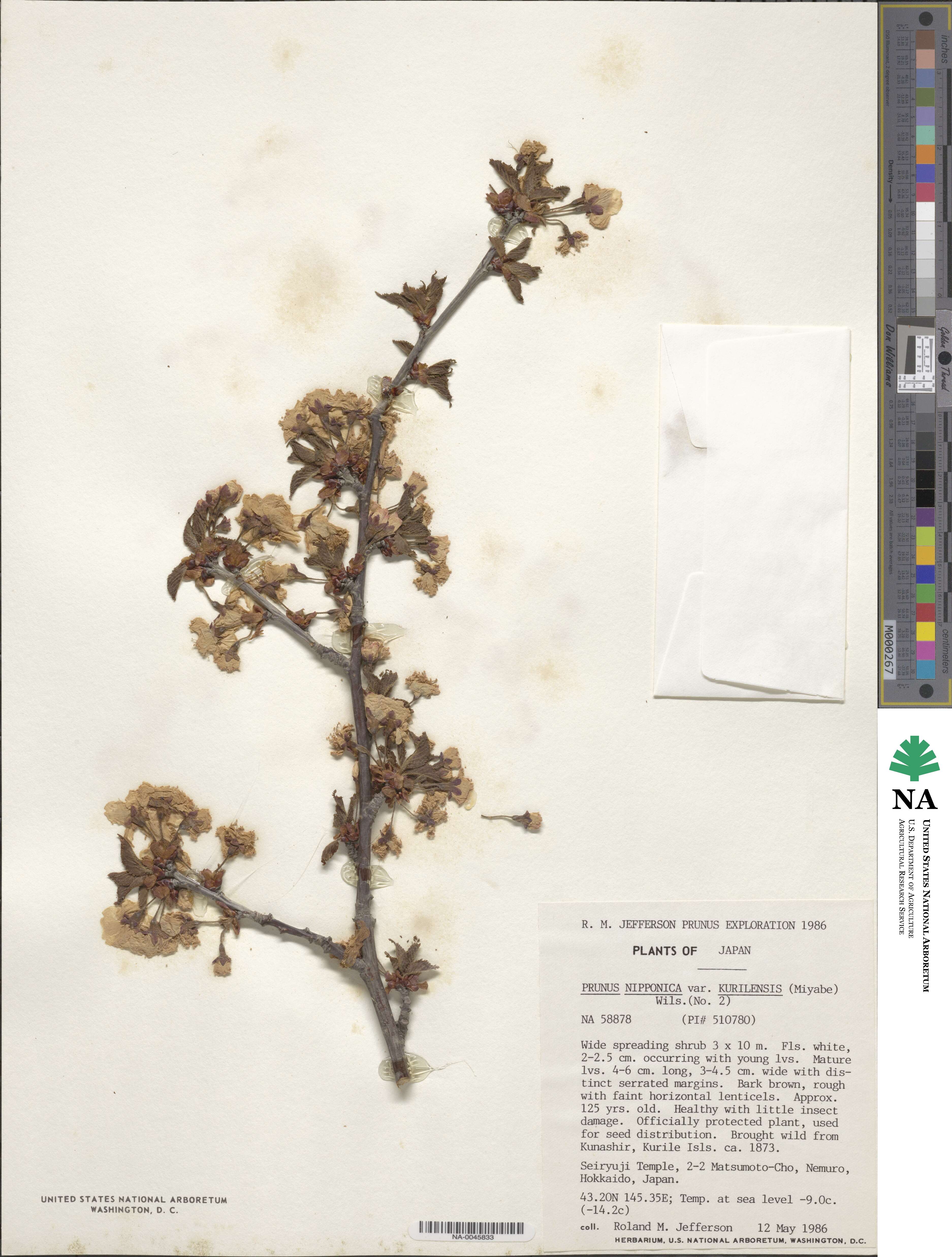 Prunus nipponica var. kurilensis image