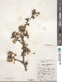 Prunus nipponica var. kurilensis image