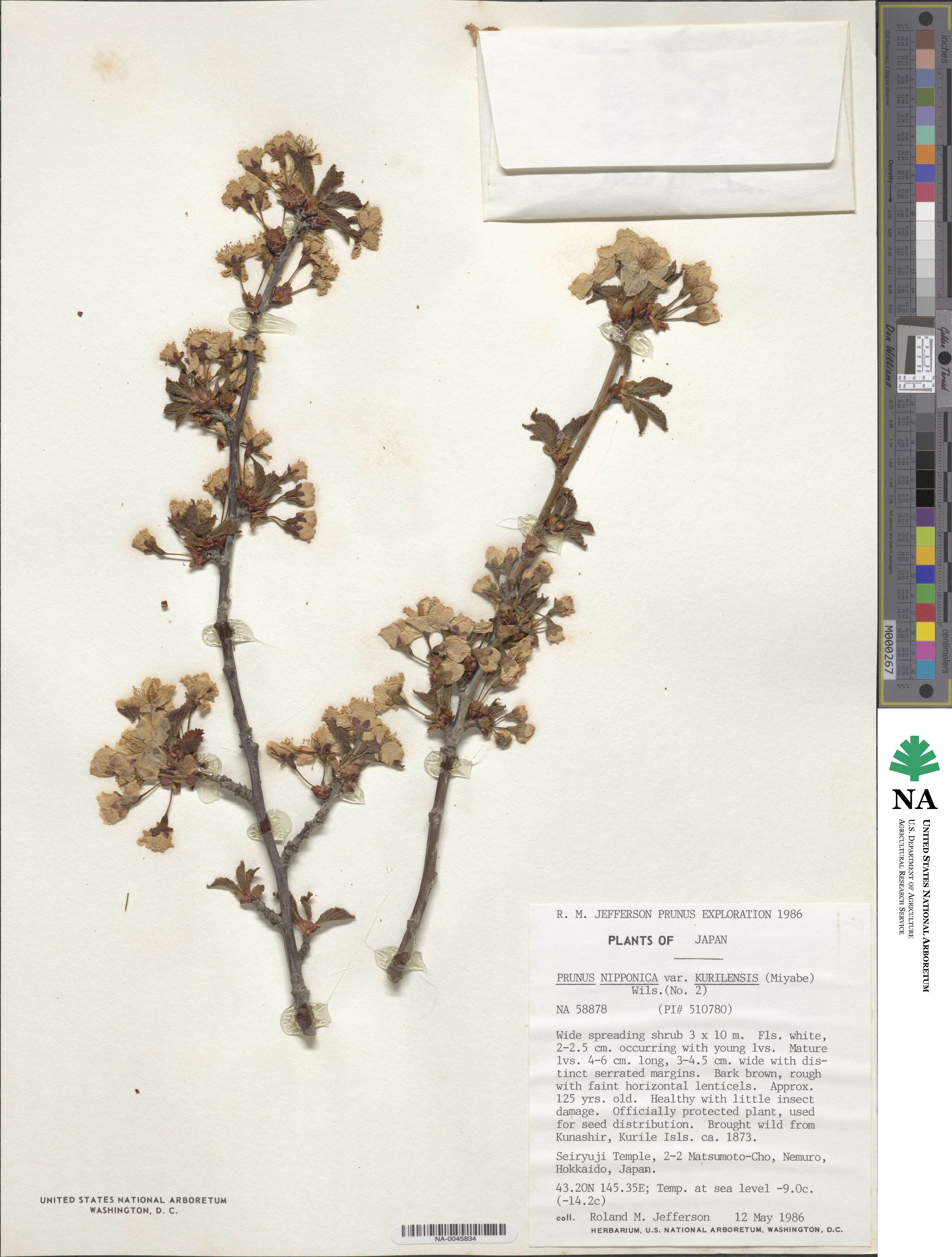 Prunus nipponica var. kurilensis image