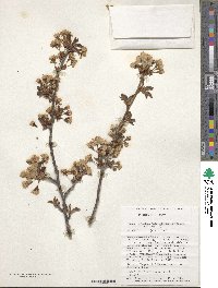 Prunus nipponica image