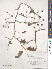 Prunus padus image