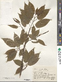 Prunus padus image