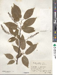 Prunus padus image