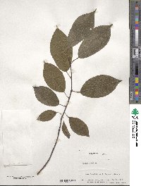 Prunus padus image