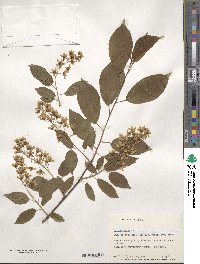 Prunus padus image