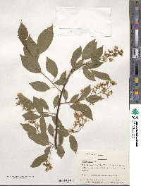 Prunus padus image