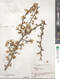 Prunus spachiana f. ascendens image