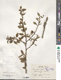 Prunus spachiana f. ascendens image